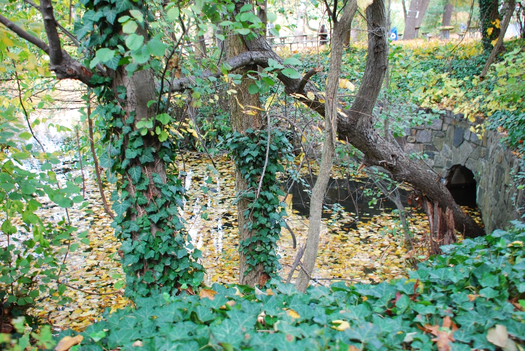 DSC_4011.JPG